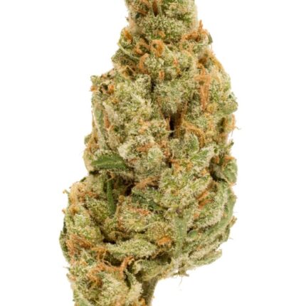 Jack The Ripper| 7g | Hybrid