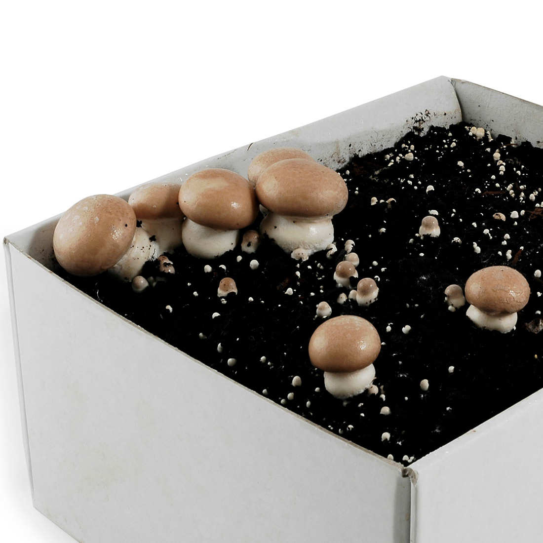 29139-3w0h0_Organic_Cultivation_Box_Mini_Button_Muschrooms.jpg