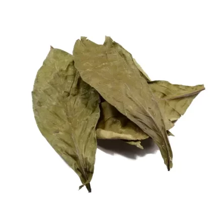 Psychotria viridis (chacruna) leaves 50g